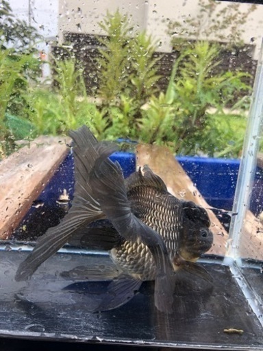 青文魚　3歳魚　雌個体