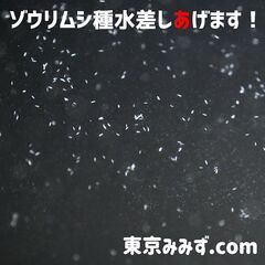 「ゾウリムシ」種水差し上げます！500ml 一回目無料！まずは5...