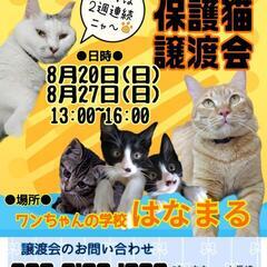 😺保護猫の譲渡会のご案内😺