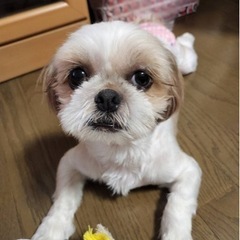 シーズー(室内犬)メス2匹［募集一時停止します］