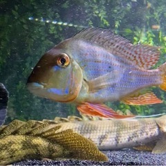 熱帯魚 ゲオファーガス