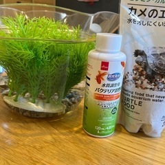 【0円】金魚飼育セット