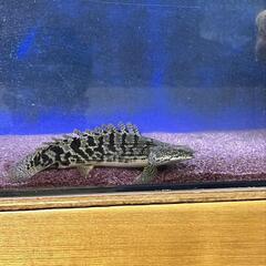 ポリプテルス　デルヘッジショート　ロイヤルバンド