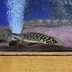 ポリプテルス　デルヘッジショート　ロイヤルバンド