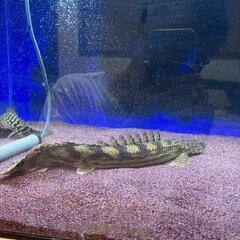 ポリプテルス　ラプラディ×エンドリケリー