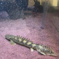 ポリプテルス　ラプラディ×エンドリケリー