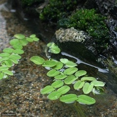 サンショウモ　(水草)