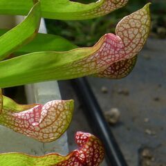 食虫植物のサラセニアです