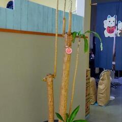 観葉植物　幸福の木　ドラセナマッサンギアナ