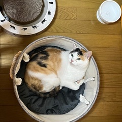 懐っこい猫