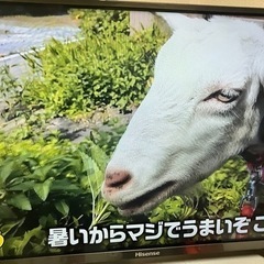 テレビ