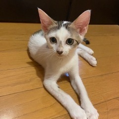 3ヶ月の仔猫です🐈‍⬛