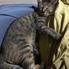 (トライアル決定)生後4ヶ月の元気なキジトラの女の子 - 猫