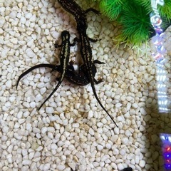 オキナワシリケンイモリ 30匹セット