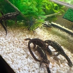 オキナワシリケンイモリ 30匹セット