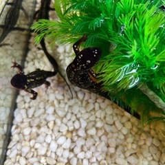 オキナワシリケンイモリ 30匹セット