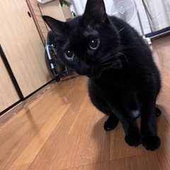 黒猫、オス8歳