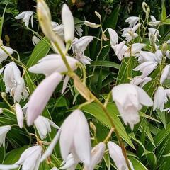 白い花　シロバナシラン　苗木