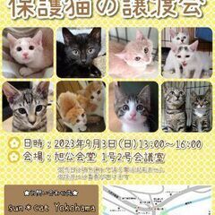保護猫の譲渡会 @ sun＊cat Yokohama