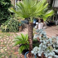 チャメロップス 11号鉢✳︎値下げしました✳︎