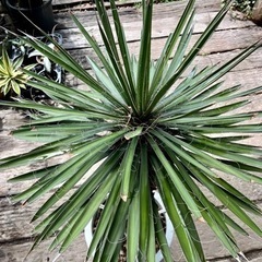 ユッカフィリフェラ 10号鉢✳︎値下げしました✳︎ ユッカフィリフェラ 10号鉢✳︎値下げしました✳︎