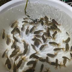 完売　金魚（稚魚）６０匹＝1000円✨【期間限定】