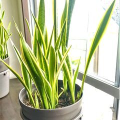 観葉植物 サンスベリア　約100cm　鉢付き