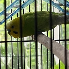 セキセイインコ　写真載せました 残り5羽ぐらい - その他