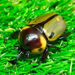 【北海道札幌市発】ヨツボシヒナカブト雄１匹（４２mm）