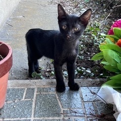 生後3ヶ月黒猫4匹・雉猫2匹