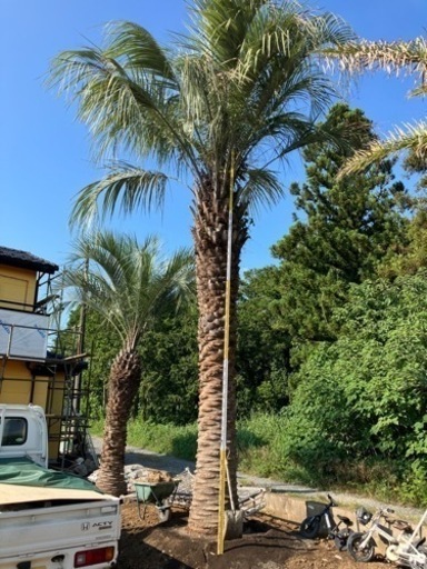 ココスヤシ特大サイズ、7メートル級。太さ60センチ。SALE中 ココスヤシ特大サイズ、7メートル級。太さ60センチ。SALE中