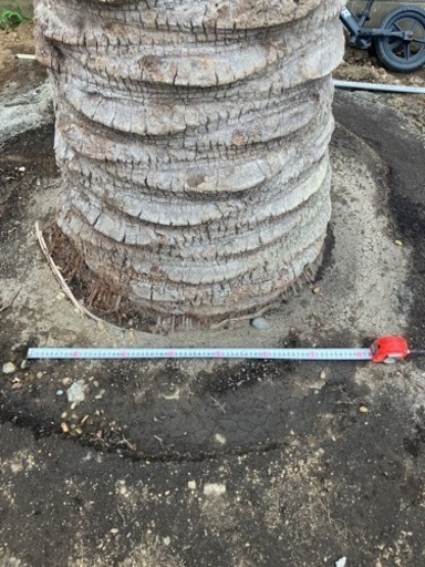 ココスヤシ特大サイズ、7メートル級。太さ60センチ。SALE中