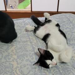 白黒子猫　メス--オス　３ヶ月