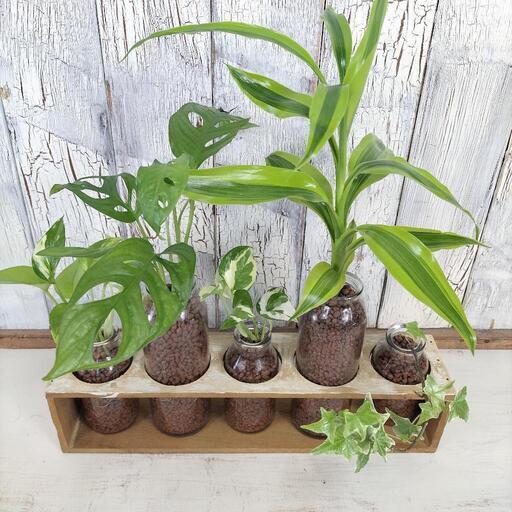 ハイドロボール ボトルプランツ 観葉植物 観葉植物 ハイドロボールの 