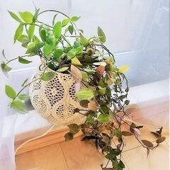 鉢カバー＆ランタン付き ♡トラディスカンチア　 観葉植物
