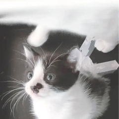 ホワイト＆ブラウンの仔 写真変更しました  おっとりとした可愛い仔猫 - 里親募集