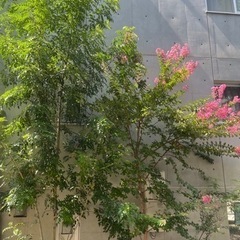 シマネトリコの木