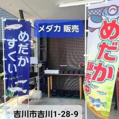 めだかクジ めだかすくい メダカ販売