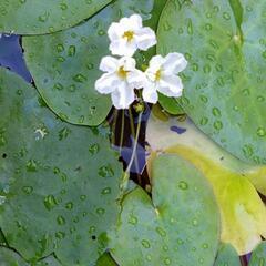 【値下げ】ヒメチドリ　水草