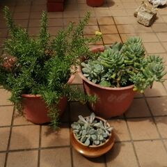 植木鉢付きの植物(3種類）