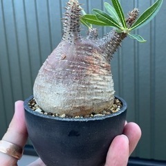 【SOUL'd OUT】☆発根済★パキポディウム ・グラキリス SOUL'd OUT】☆発根済☆パキポディウム ・グラキリス