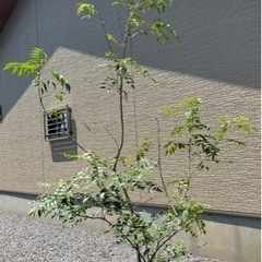 シマトネリコ（地植えから鉢植え）