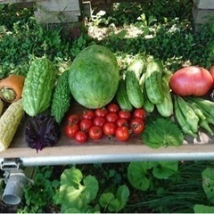 無農薬夏野菜の収穫体験してみませんか？
