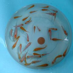 錦鯉紅白稚魚１０匹