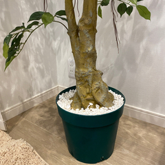 No8127 プレミアム光触媒フェイクグリーン 「自然な樹形 ワイルド・ベンジャミン 高さ210cm 幅145cm 奥行130cm」