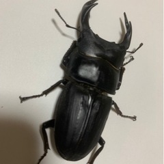 久留米オオクワガタ　ペア