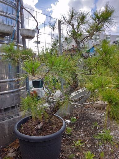 手入れ必要な松盆栽