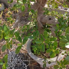 ガジュマル盆栽