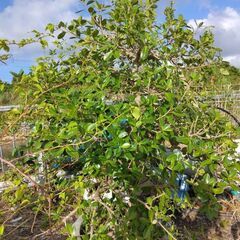 ガジュマル盆栽