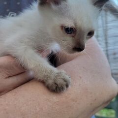 もうすぐ生後2か月の子猫です☆